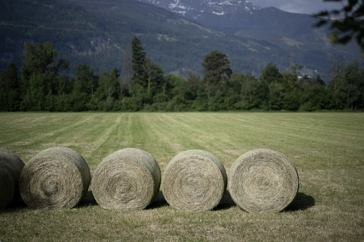Geerntetes Heu, aufgenommen am Mittwoch, 27. Mai 2026, in Flaesch. (KEYSTONE/Gian Ehrenzeller)