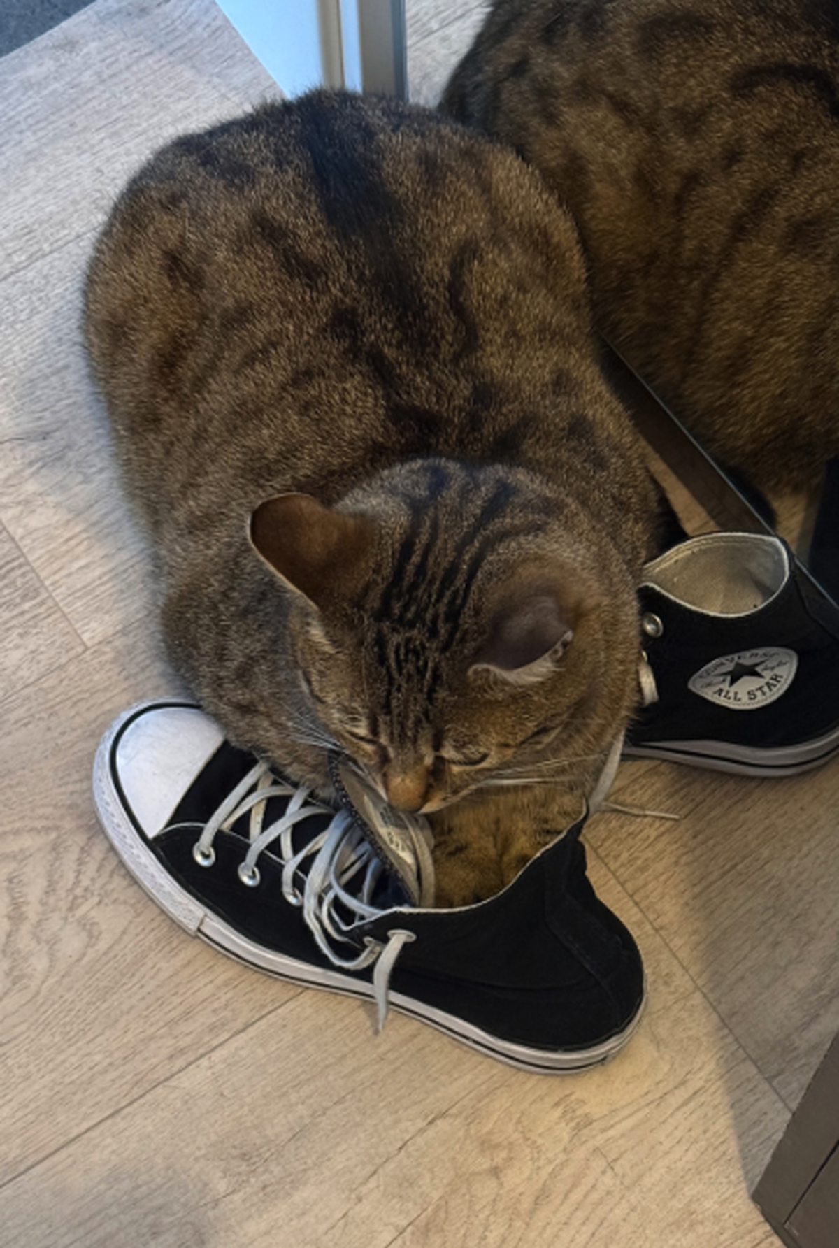 Katze mit Schuh

https://www.threads.com/share/F6s8spdkV/