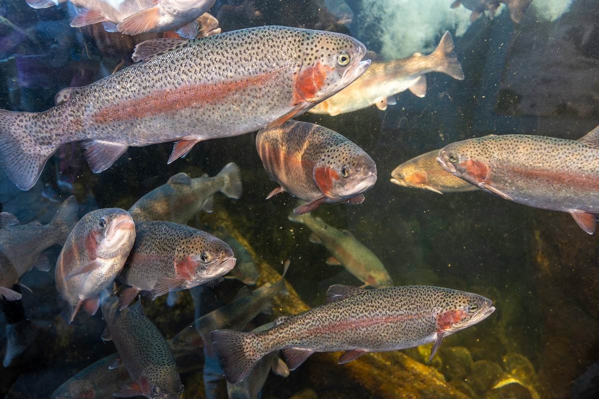 Des truites arc-en-ciel (image d'illustration).