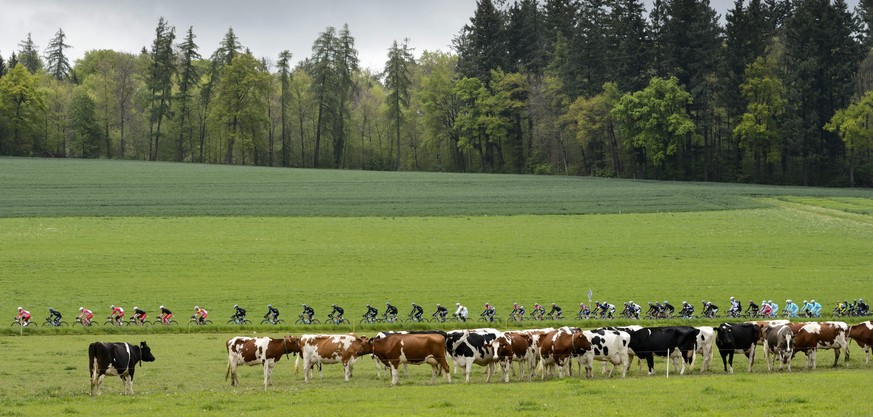 epa04189761 The pack of cyclists ride in front of cows during the 4th stage, a 173,1 km race from Fribourg to Fribourg, at the 68th Tour de Romandie UCI ProTour cycling race in Posieux, Switzerland, 0 ...