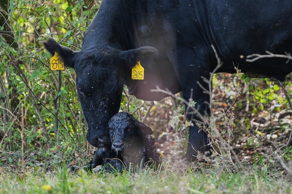 A cow stands next to her newborn calf Friday, Oct. 17, 2025, in Eminence, Ky. (AP Photo/Joshua A. Bickel)
Climate Black Vultures Livestock