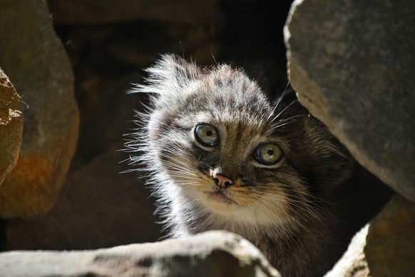 Manul