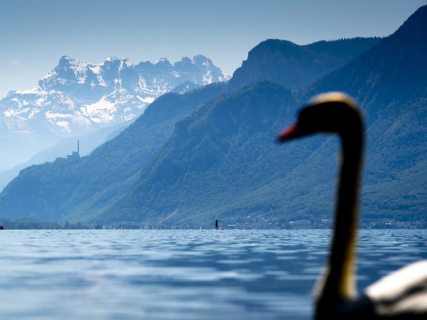 Schwan auf dem Genfersee: ein Wetter-Rekordjahr war 2020 zwar nicht, aber es geh