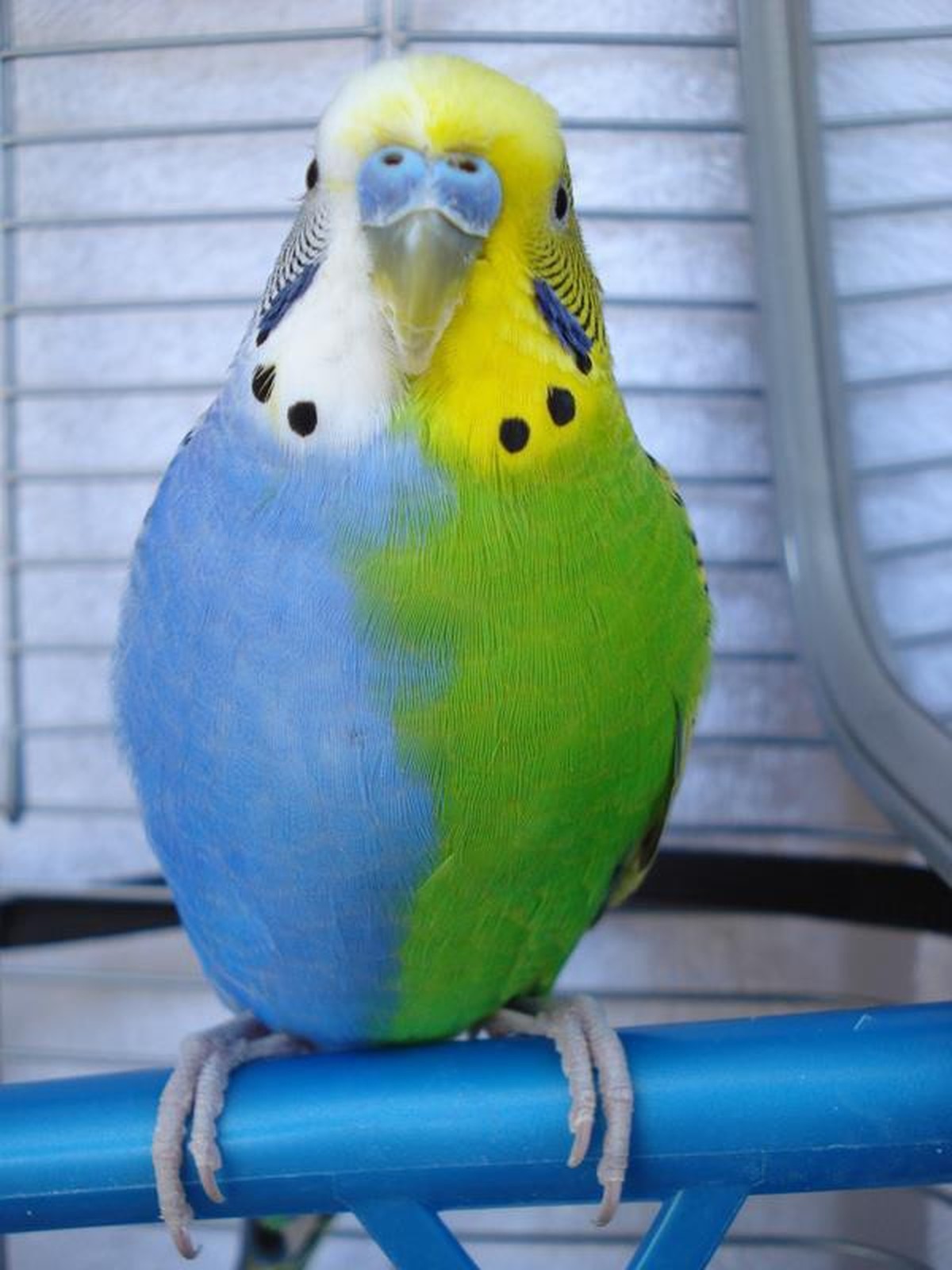 cute news tier vogel papagai

https://www.flickr.com/photos/23506271@N06/26690893991
