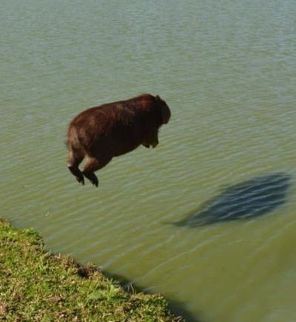 Lustige Tiere.
Hakuna Matata.
Whatever. Wenn du das hier liest, hast du wohl nichts Besseres zu tun?