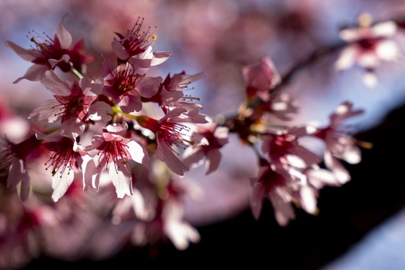 Cherry blossoms bloom in a neighborhood in Washington, Friday, March 11, 2022. The National Cherry Blossom Festival is returning with all its pageantry, hailed by organizers as the unofficial start of ...