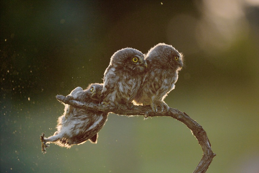 The Comedy Wildlife Photography Awards 2017
Tibor Kercz
Erd
Hungary

Title: Help !!!
Caption: Nikon D4, 4/200-400 at 340 mm, 1/2000s-f/5, ISO 1000
Description: Little owl nestlings.
Animal: little owl ...