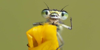 Furzende Pinguine, tanzende Kaninchen: 40 Tierbilder, die auch dich zum Lachen bringen