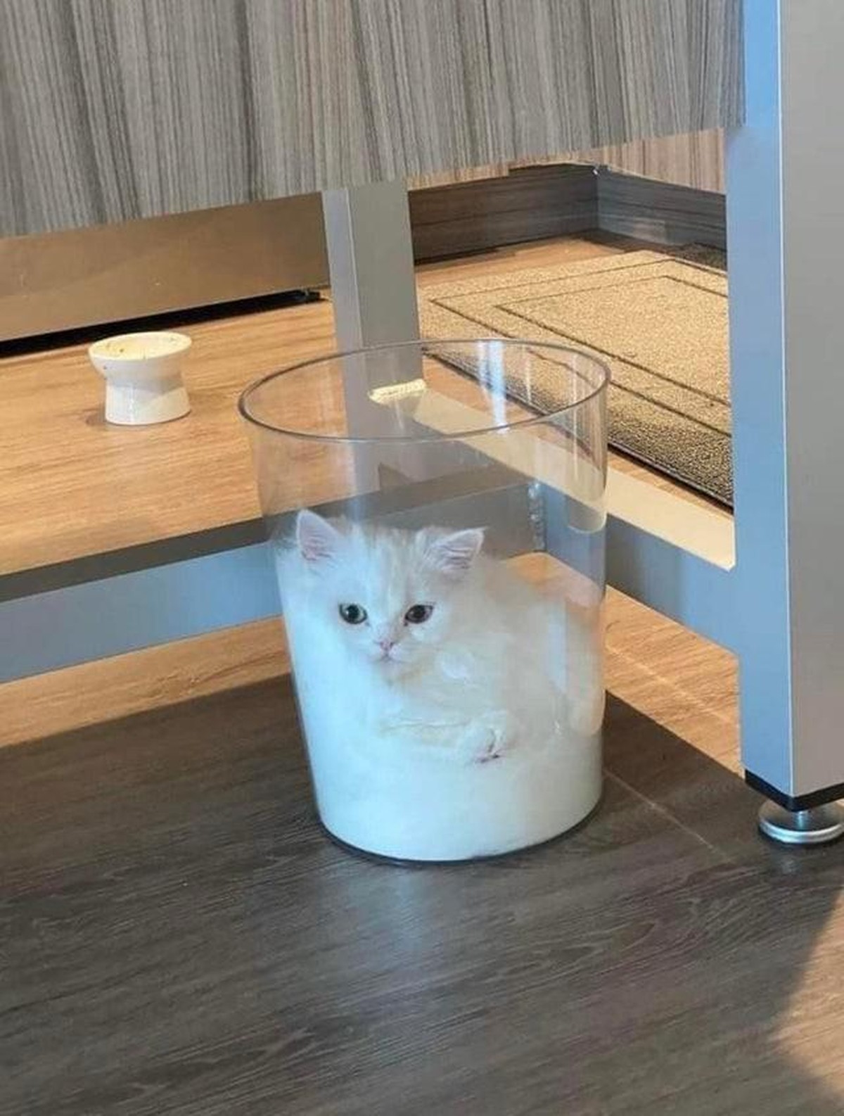 katze cat tier cute news