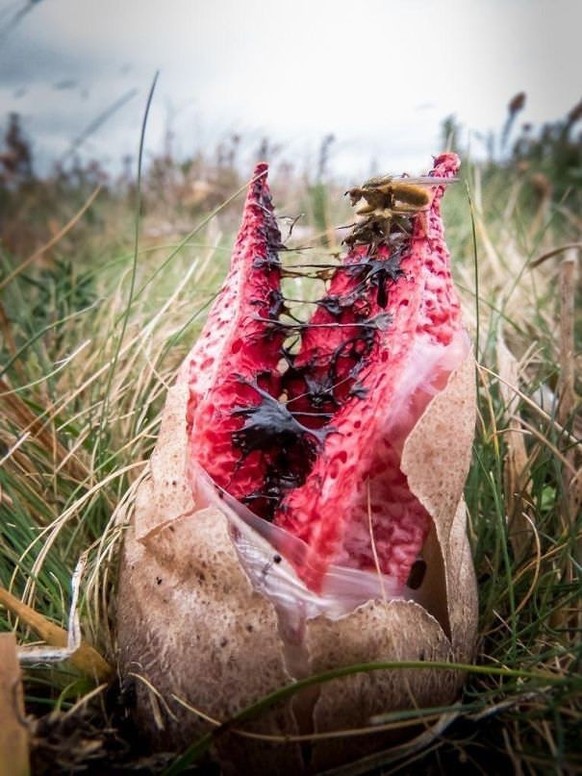 Creepy nature - Pilz