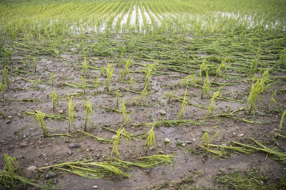 Ein wegen heftigem Unwetter zerstoertes Maisfeld, aufgenommen am Dienstag, 13. Juli 2021 in Ruemlang. Kraeftige Gewitter mit Starkregen, Hagelschlag und Sturmboeen sind in der Nacht auf Dienstag ueber ...