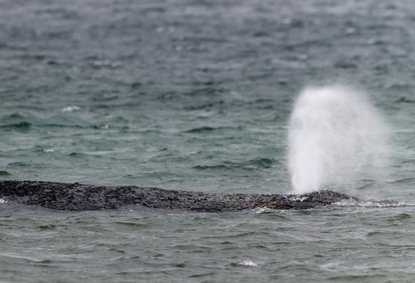 epa12848402 A beached whale lies in the water of the Baltic Sea near Niendorf harbor in Timmendorfer Strand, Germany, 25 March 2026. The humpback whale stranded in Lubeck Bay is stuck on a sandbank of ...