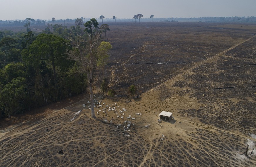FILE - Cattle graze on land recently burned and deforested by cattle farmers near Novo Progresso, Para state, Brazil, on Aug. 23, 2020. The Amazon region has lost 10% of its native vegetation, mostly  ...