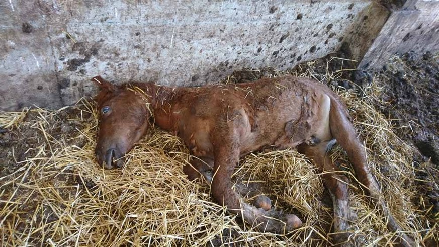 Bilder toter und abgemagerter Tiere auf dem Hof von Ulrich K. brachten den Fall ins Rollen.