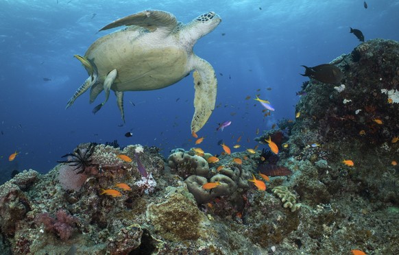 In this photo provided by the Great Barrier Reef Marine Park Authority a green turtle swims in waters of Ribbon Reef No 10 near Cairns, Australia, Jan. 26, 2019. The Australian government on Friday, J ...