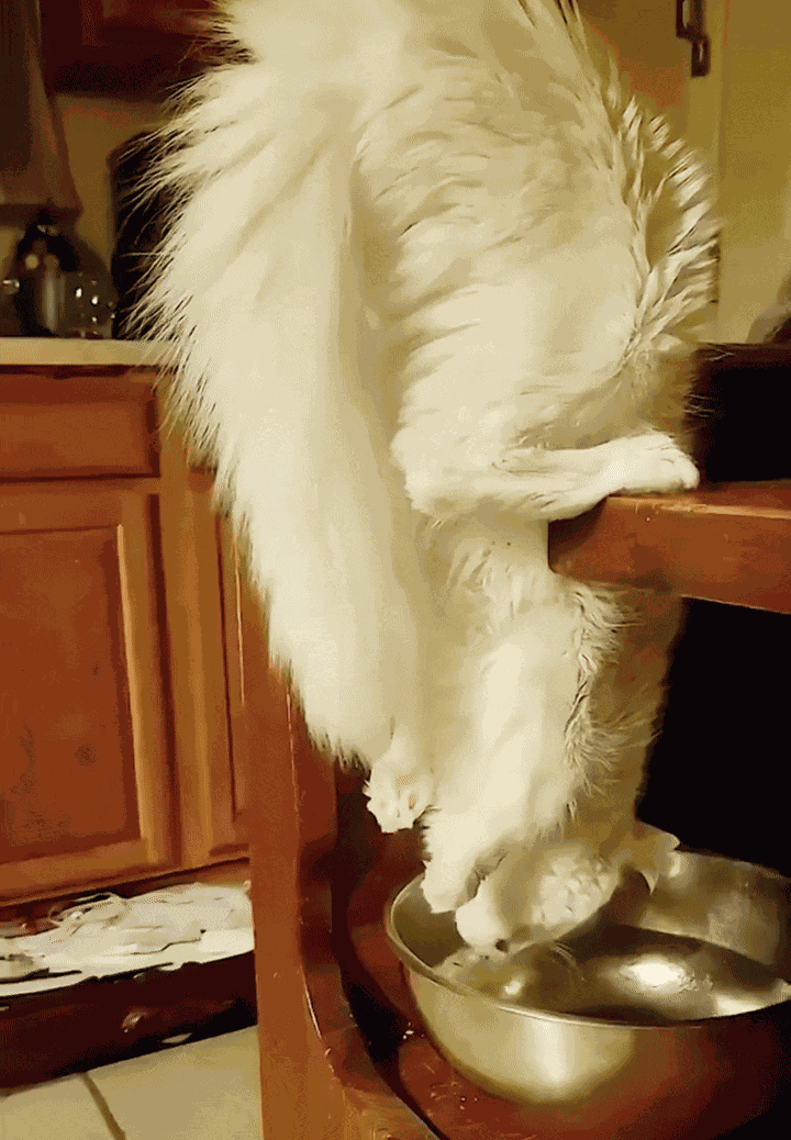 Animiertes GIF