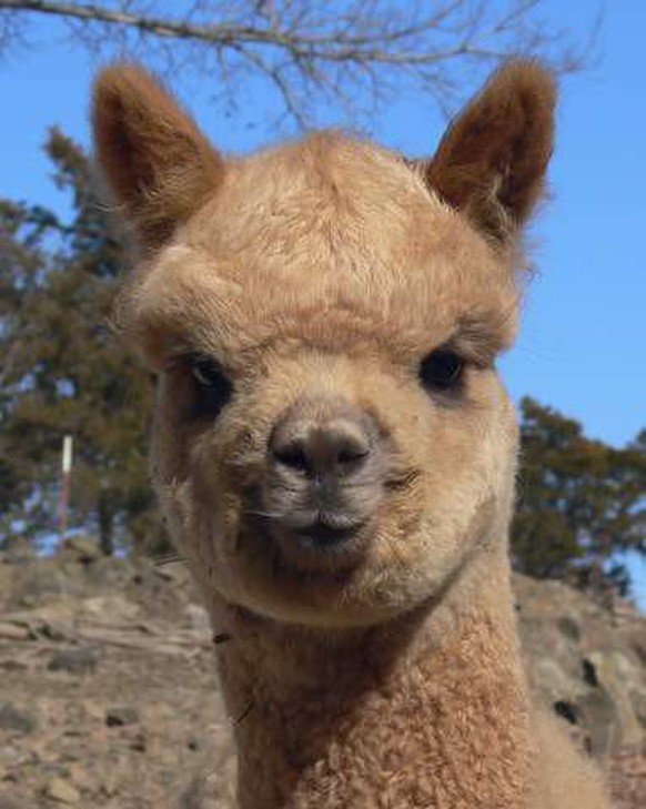 cute news animal tier alpaca

https://imgur.com/t/alpaca/vBMUdEH