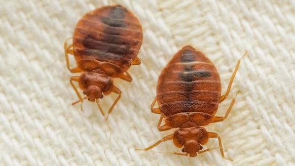 Bed bugs in Paris