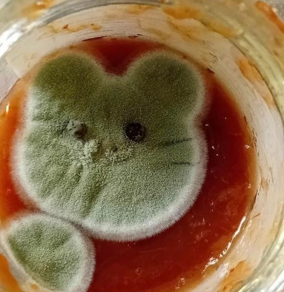 Fungus mouse