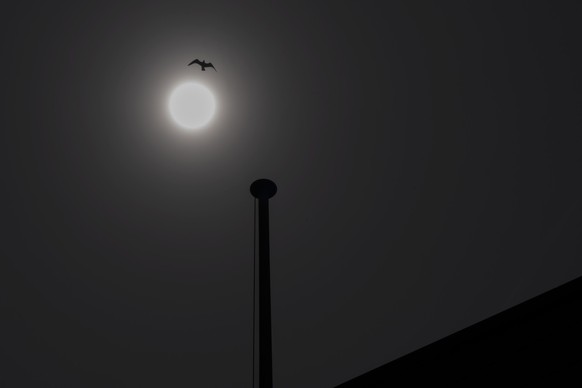 Une mouette passe devant le soleil qui est masque par des nuages, les conditions meteo non pas ete favorable pour voir une eclipse partielle de soleil, ce samedi 29 mars 2025 a Puidoux (VD). (KEYSTONE ...
