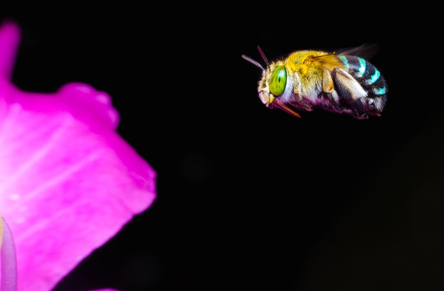 Amegilla cingulata, blaugebänderte Pelzbiene