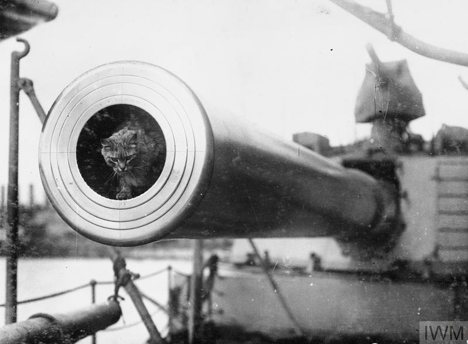 Togo was the cat mascot of the battleship HMS Dreadnought.
https://www.iwm.org.uk/history/15-animals-that-went-to-war