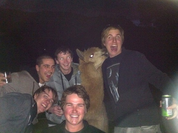 «Komm, wir entführen ein Alpaca und machen ein Selfie mit ihm!»