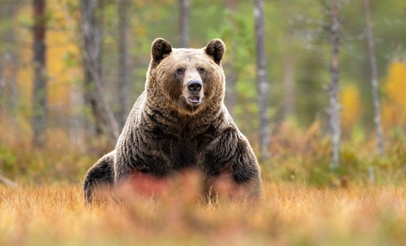 Braunbär.