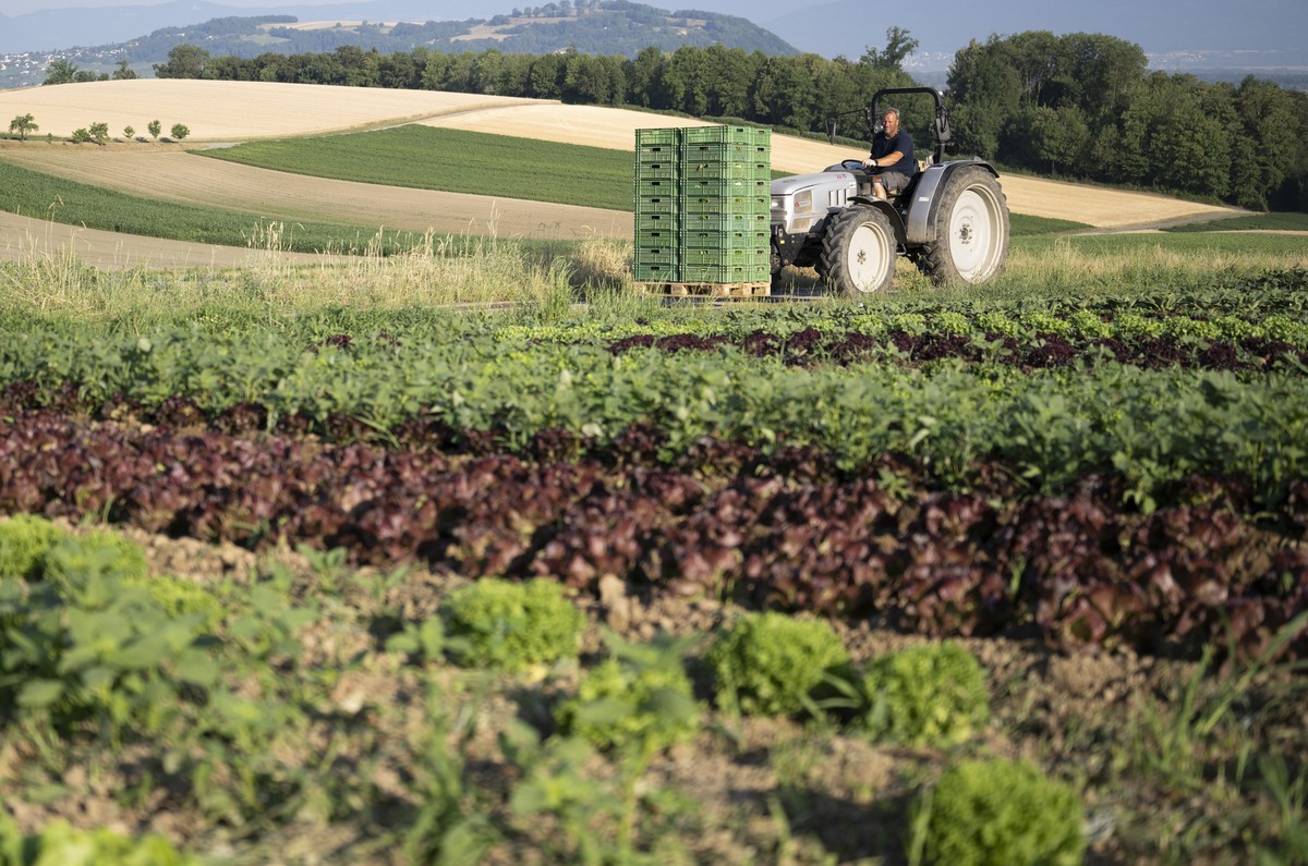 Der Gemuesebauer Thomas Lehmann erntet am fruehen Morgen eines Hitzetags auf seinem Traktor frisch geschnittene Salate auf seinem Betrieb Lehmann Fruechte und Gemuese, am Freitag, 26. Juni 2026, in Bu ...