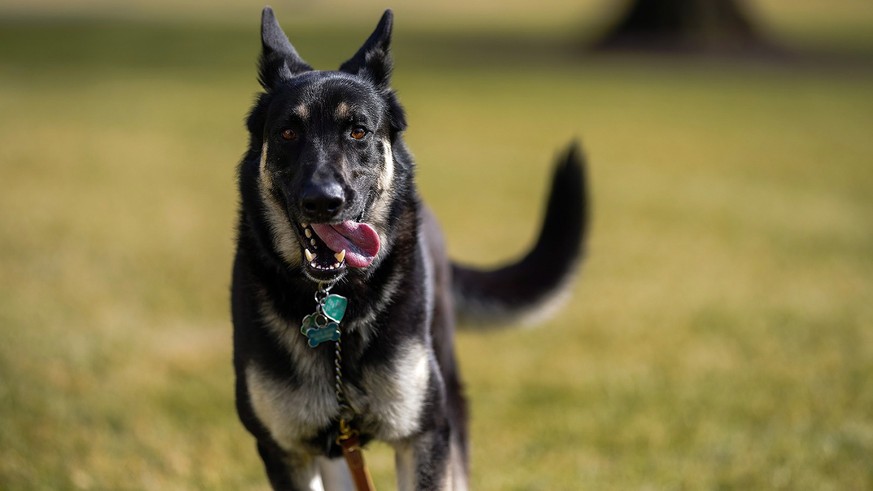 epa08964968 A handout photo made available by the White House shows First Dog Major outside the White House, in Washington, DC, USA, 24 January 2021 (issued 25 January 2021). The First Dogs Major and  ...