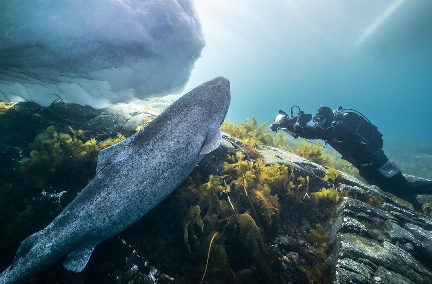 Faszinierende Bilder aus den Tiefen des Meeres.