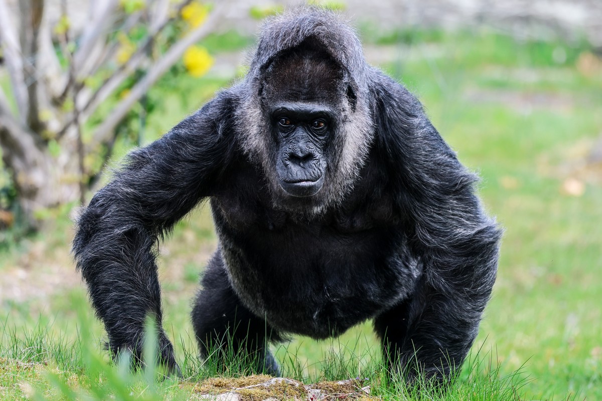 epa12024407 Fatou, the world's oldest female gorilla, is pictured celebrating her 68th birthday at Berlin Zoo, Germany, 11 April 2025. The zoo announced a birthday surprise for her, described as  ...