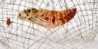 15 Bilder, die zeigen, wie wunderschön und gleichzeitig brutal die Natur ist