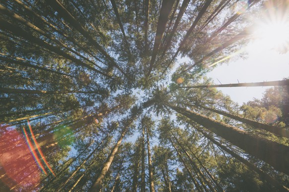 Wald im Frühling