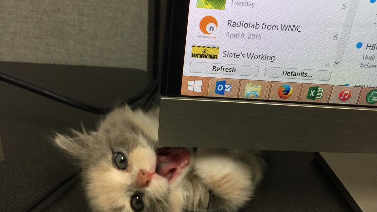 Süsse Katzenbilder Katzen, die die glücklich machen