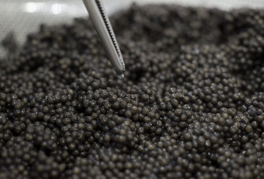 Tobias Felix prueft die Rogen eines geschlachteten Stoers mit einer Pinzette, am Donnerstag, 2. Februar 2012 in Frutigen (BE). Im Tropenhaus Frutigen wird der erste Kaviar in der Schweiz produziert, w ...