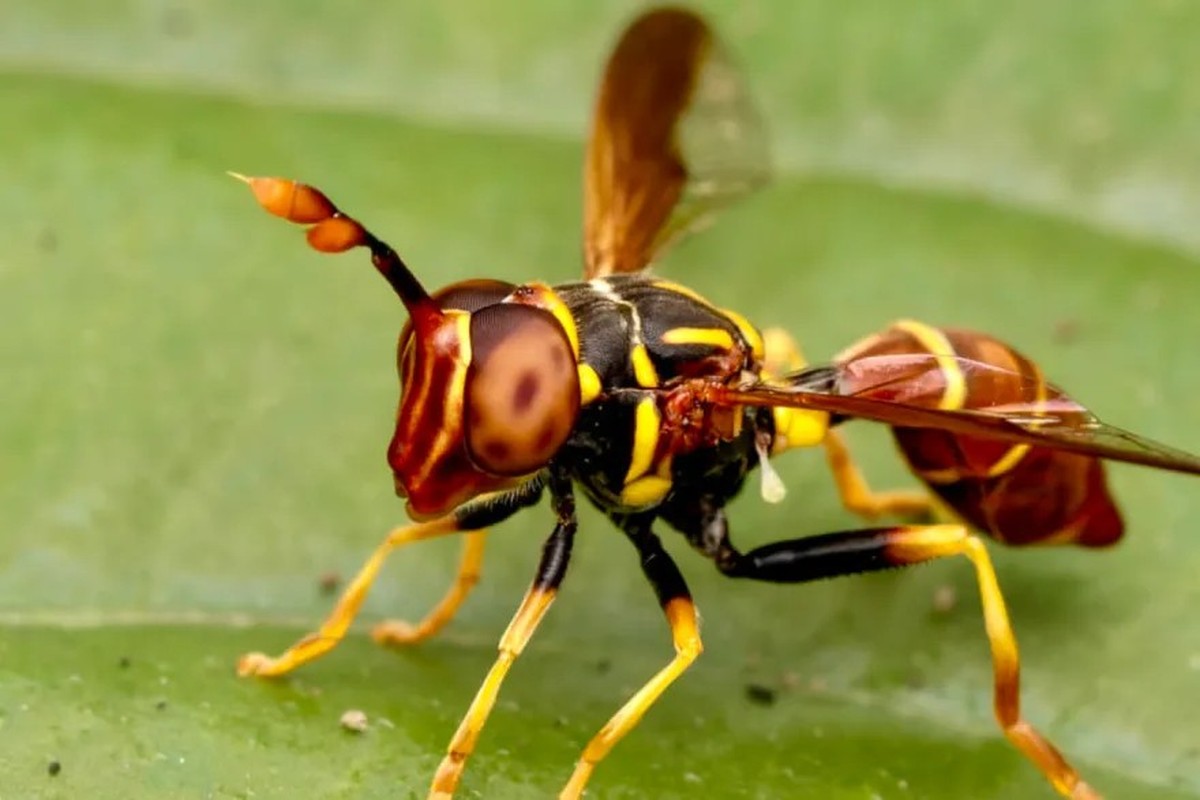 Die Schwebfliegenart Monoceromyia ndidiae ist die "Neue Art des Jahres 2026" der Swiss Systematics Society. Ihre Entdeckungsgeschichte zeige, wie wichtig Bürgerwissenschaft sei, schrieb die  ...