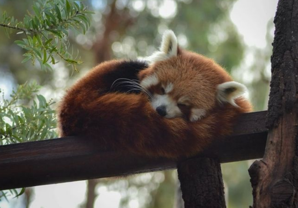 cute news tier roter panda

https://www.instagram.com/p/C4WQIAbOgzI/