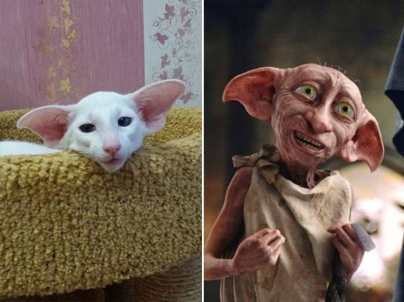 Katze und dobby
https://imgur.com/gallery/MeJJR