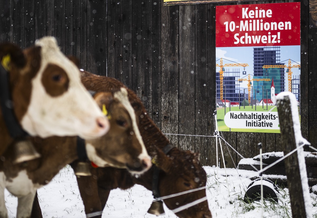 Ein Ja Plakat zur Nachhaltigkeitsinitiative (Keine 10 Millionen Schweiz) und ein Plakat gegen den Windpark St. Margrethenberg (Projekt Grotwind) sowie Kuehe stehen in frisch verschneiter Landschaft, a ...