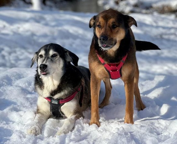 cute news animal tiere hund

https://www.reddit.com/r/AnimalsBeingDerps/comments/s1wk33/double_bleb/