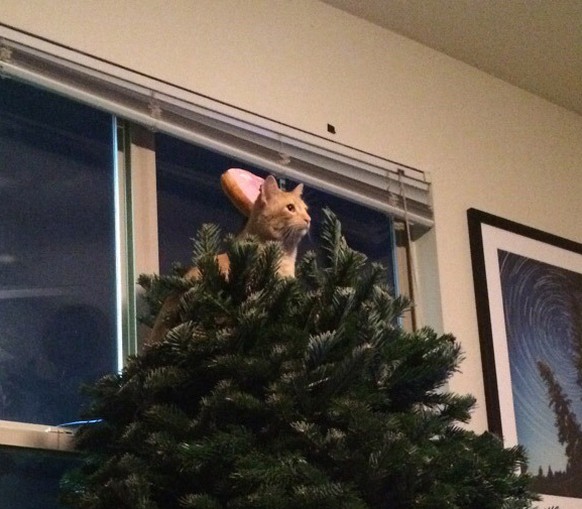 Katze, Tannenbaum
https://imgur.com/gallery/ZrtxCU1