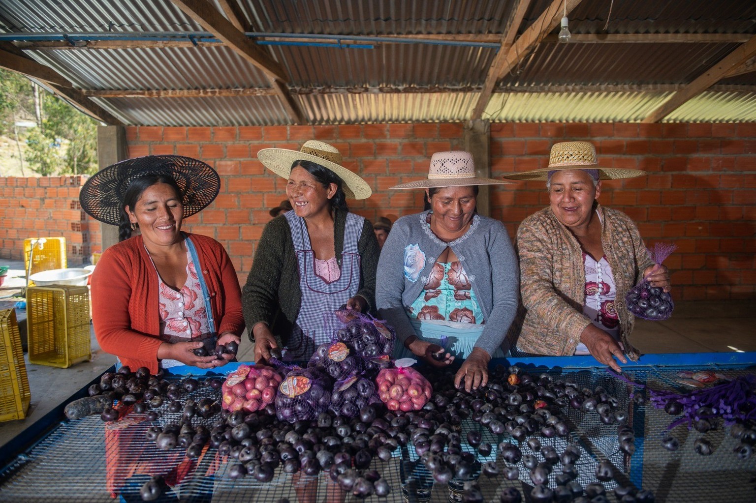 Bolivianische Frauen der Kartoffelbäuerinnen-Vereinigung packen einheimische Kartoffeln zum Verkauf ein.