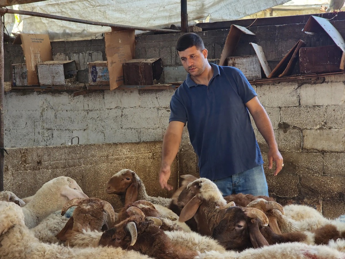 L'éleveur Hammam al-Zarqa avec ses moutons.