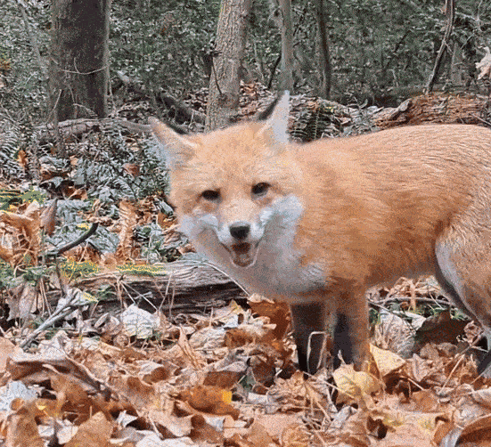 Animiertes GIF