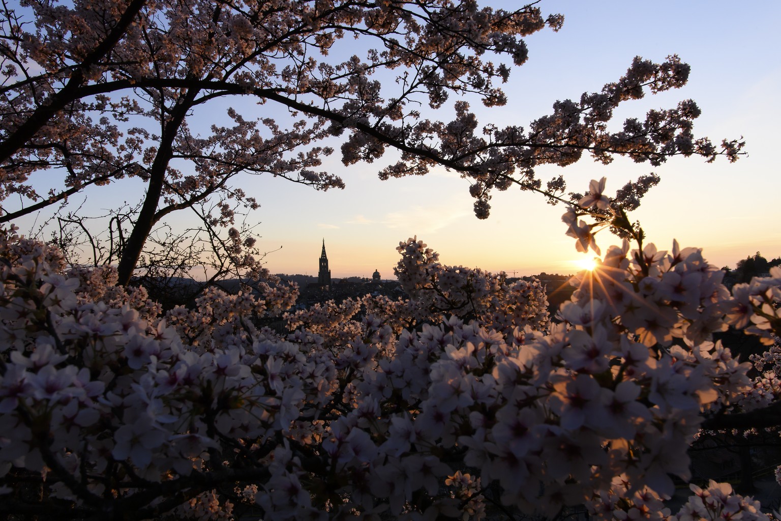 The Bern Cathedral (Muenster), left, and the Swiss Federal Palace, right, pictured between flowering cherry trees during a beautiful sunset in springtime from Rosengarten, Bern, Switzerland, Saturday, ...