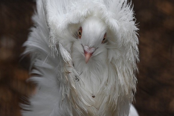 January 22, 2019 - Madrid, Madrid, Spain - A jacobin pigeon is seen with its feathered hood agitated by wind at Madrid zoo, where the gusts of wind reached 30 kilometers an hour during the afternoon h ...