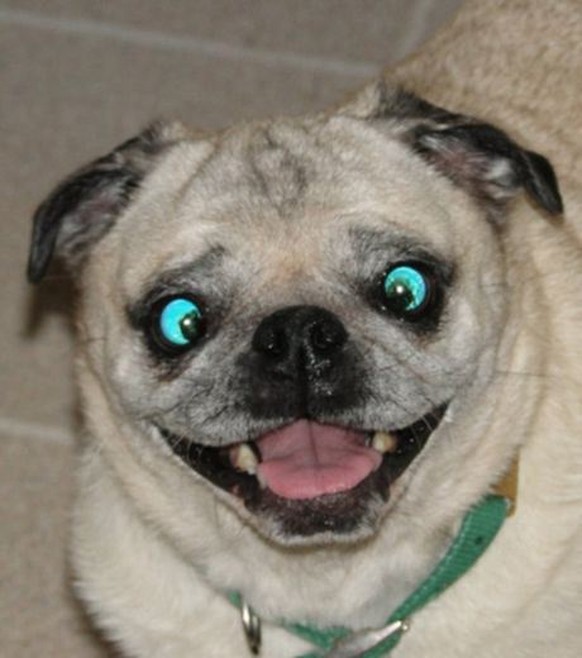 http://www.technocrazed.com/wp-content/uploads/2013/07/Dog-making-funny-faces-7.jpg