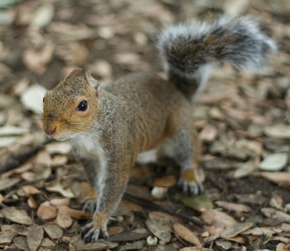 cute news tier quirrel eichhörnchen

https://www.reddit.com/r/squirrels/comments/186ayew/foldyeared_squirrel/