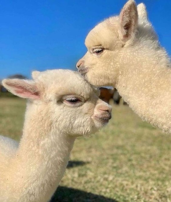 cute news tier alpaka

https://ch.pinterest.com/pin/7670261860501831/